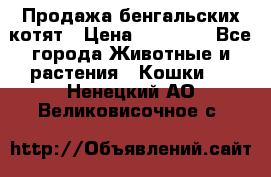 Продажа бенгальских котят › Цена ­ 20 000 - Все города Животные и растения » Кошки   . Ненецкий АО,Великовисочное с.